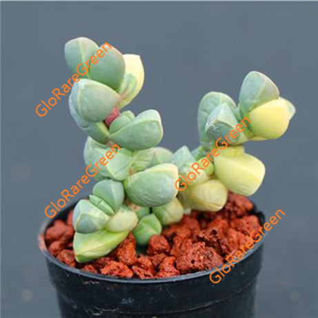 Astridia velutina variegated (6cm Plant Size 2 heads)