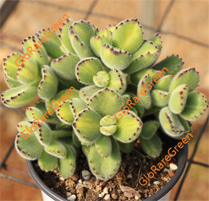 Cotyledon Yellow bear (10cm Plant Size cluster)