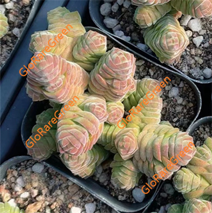Crassula Columnella (6 cm Plant Size cluster)