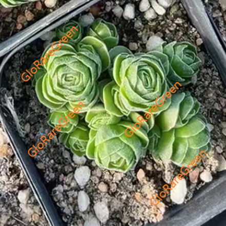 Crassula ‘Emerald’ (4-5cm Plant Size cluster)