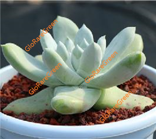 Dudleya acuminate Thumb (12cm Plant Size 1 head)