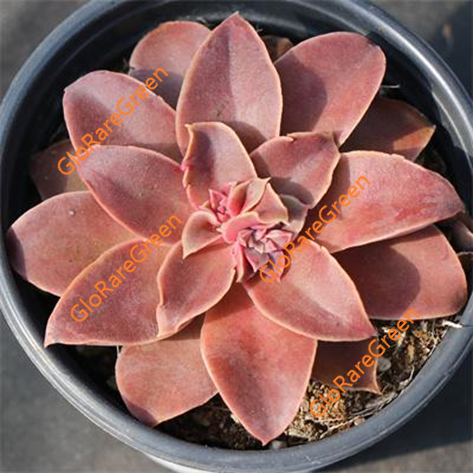 Echeveria Brown Sugar (6cm pot size 1 to 2 head)