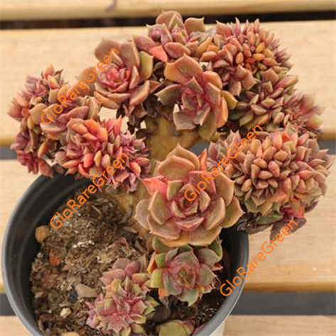 Echeveria Da Hong Pao crested (12cm Plant Size cristata)