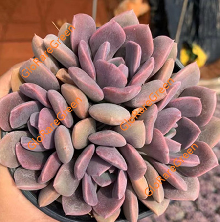Echeveria Debbie (8cm Plant Size cluster)