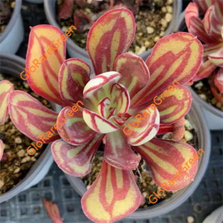 Nodulosa Maruba Benitsukasa (6 cm Plant Size 1 head)