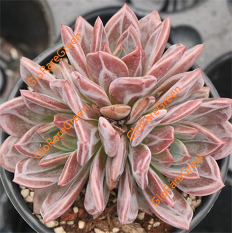 Echeveria Pink Champagne (15cm Plant Size 3 head)