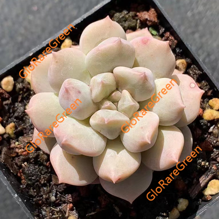 Echeveria Super Cream (4-5cm Plant Size 1 head)