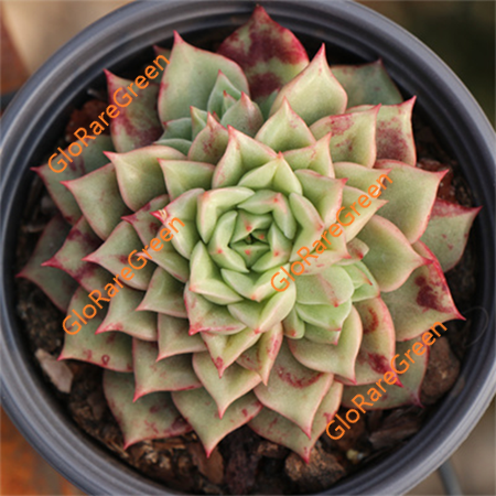 Echeveria Tesla (7cm Plant Size 1 head)