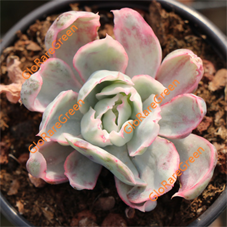 Echeveria Berkeley Light (5cm Plant Size 1 head)