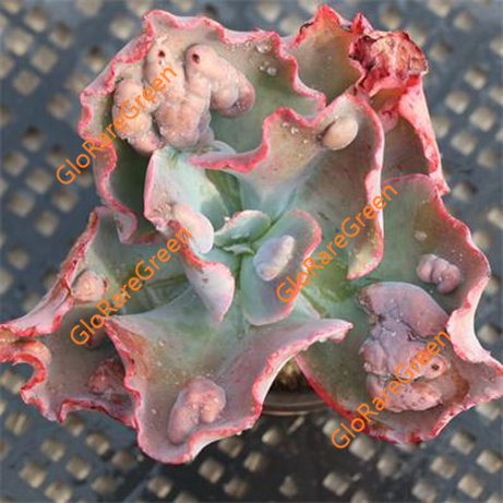 Echeveria Crimson Tite (9cm Plant Size 1 head)