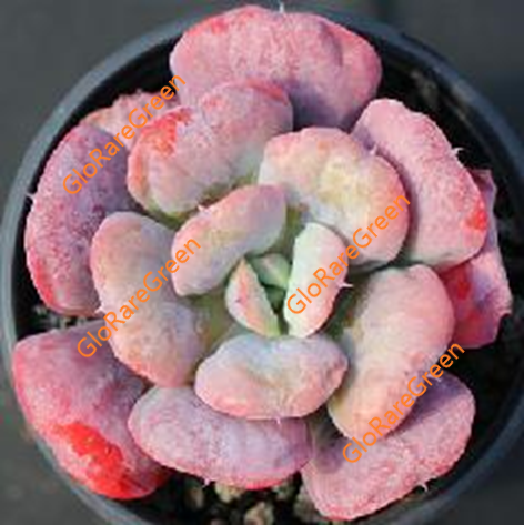 Echeveria love Rain Drops (9cm Plant Size 1 head)