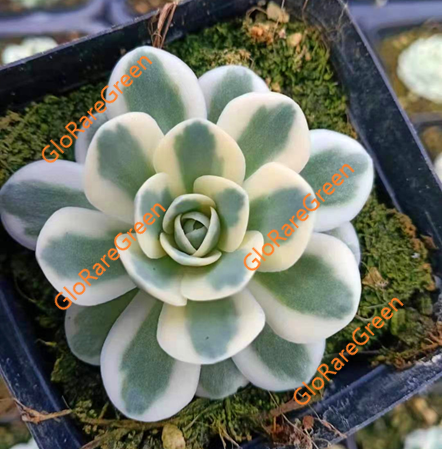 Fuji (4cm Plant Size 1 head)