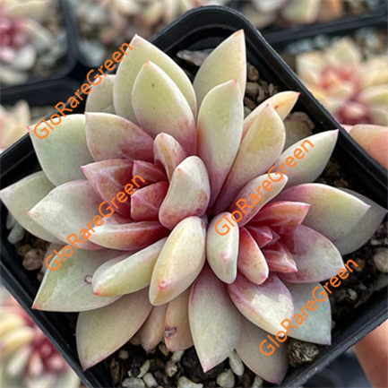 German champagne (6 cm Plant Size 2-3heads)