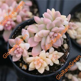 Graptopetalum Mendozae (3cm Plant Size cluster)