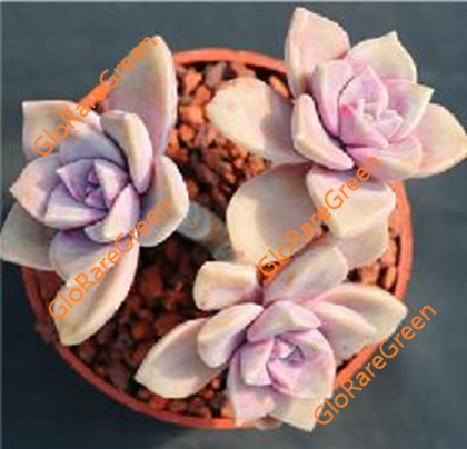 Graptopetalum Snow-White (10cm Plant Size cluster)