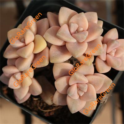 Graptopetalum apricot variegata (7cm Plant Size 4 heads)
