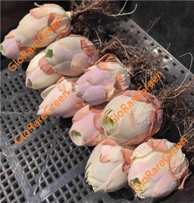 Greenovia pinky Yero (3cm Plant Size 1 head)