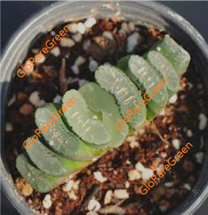 Haworthia 10541 (6cm Plant Size )