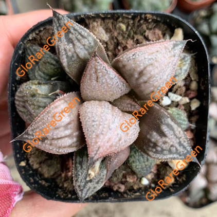 Haworthia 13493 (6.5cm Plant Size )