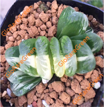 Haworthia 13591 (6.5cm Plant Size )