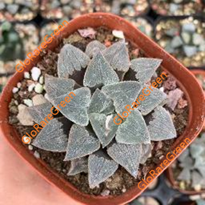 Haworthia Ginkoi (6.5cm pot size)