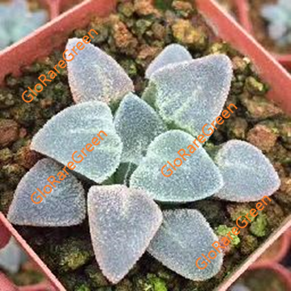 Haworthia pygmaea Ice drill (6.5cm Plant Size )