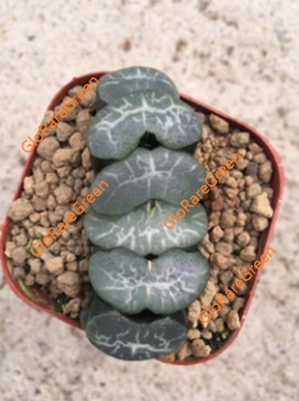 Haworthia truncata 10466 (6.5cm Plant Size )