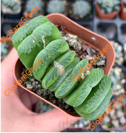 Haworthia truncata Schonland (6.5cm Plant Size )