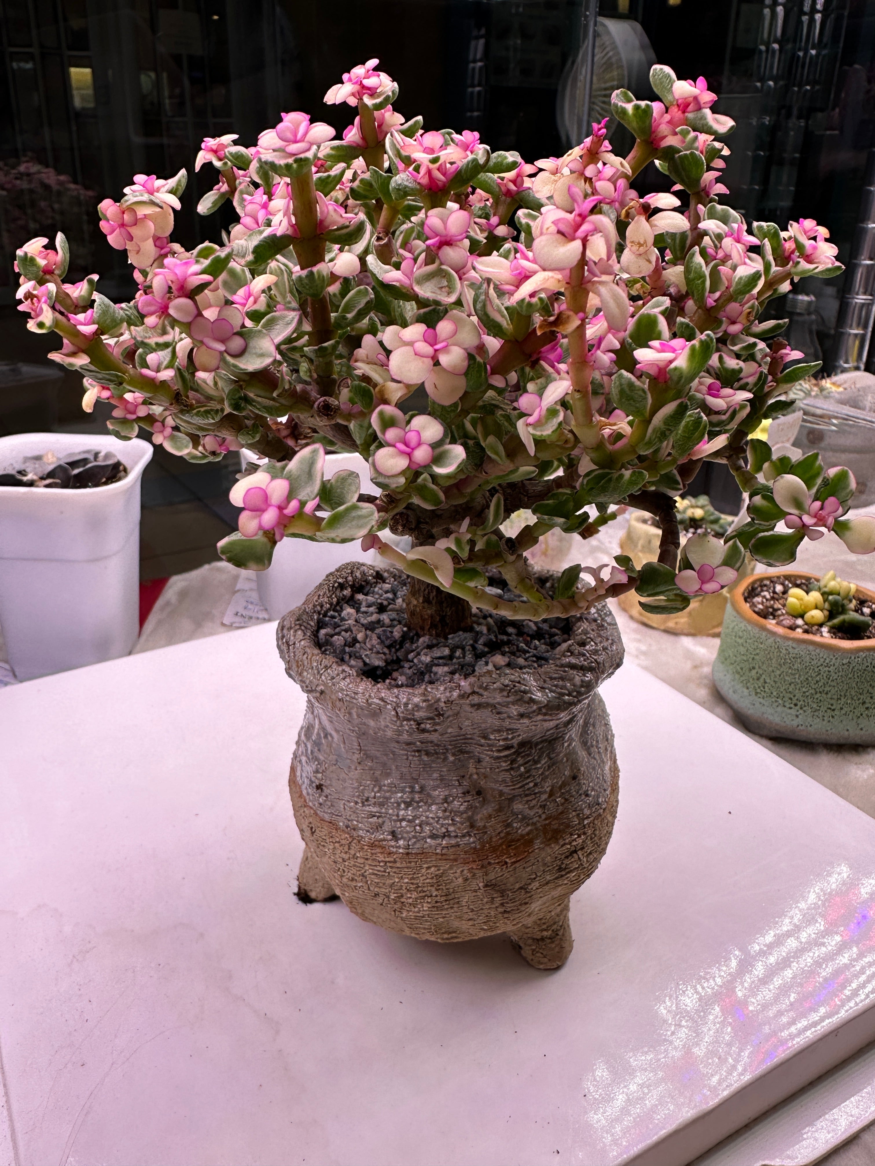 Candy (14cm Plant Size Cluster)