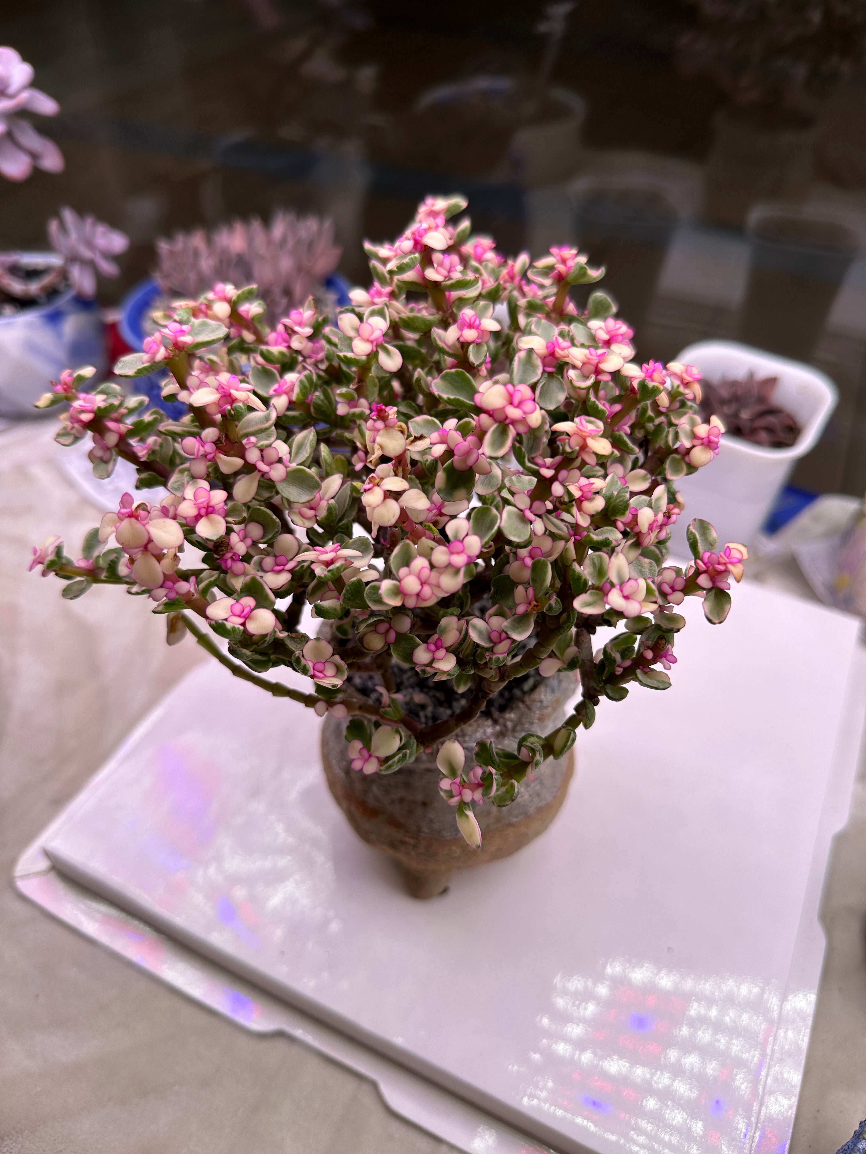 Candy (14cm Plant Size Cluster)