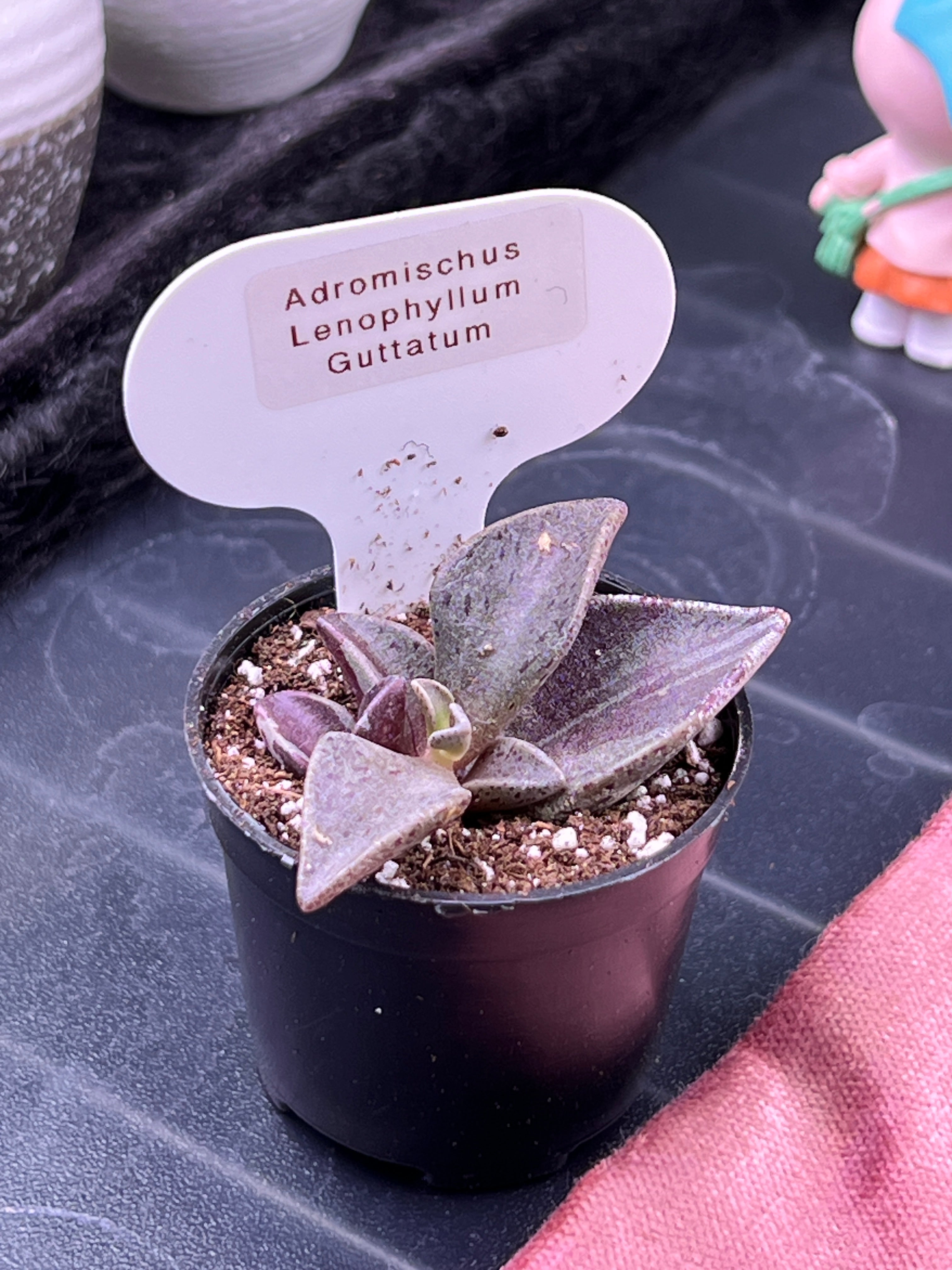 Adromischus Lenophyllum Guttatum var (3-4cm Plant Size 1 head)
