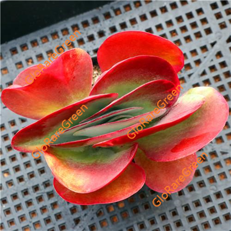 Kalanchoe Thyrsiflora variegata (14cm Plant Size 1 head)