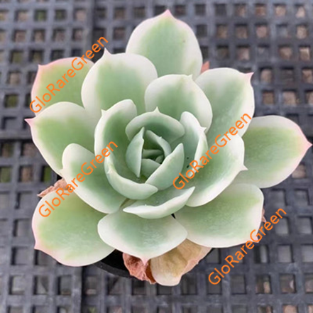 Lemon Rose variegated (10cm Plant Size 2 head)