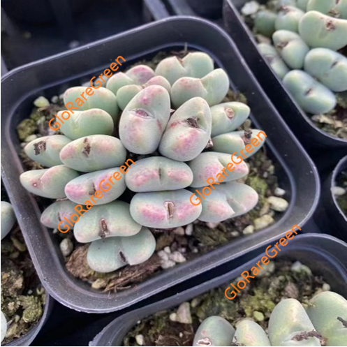 Conophytum Bilobum subsp. Altum (6cm cluster 10 head rooted)
