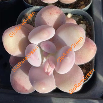 Pachyphytum cv. Momobijin (6 cm Plant Size 1 head)