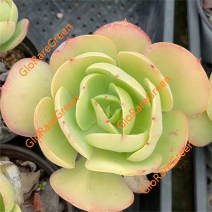 Echeveria Peach pride (6 cm Plant Size 1 head)