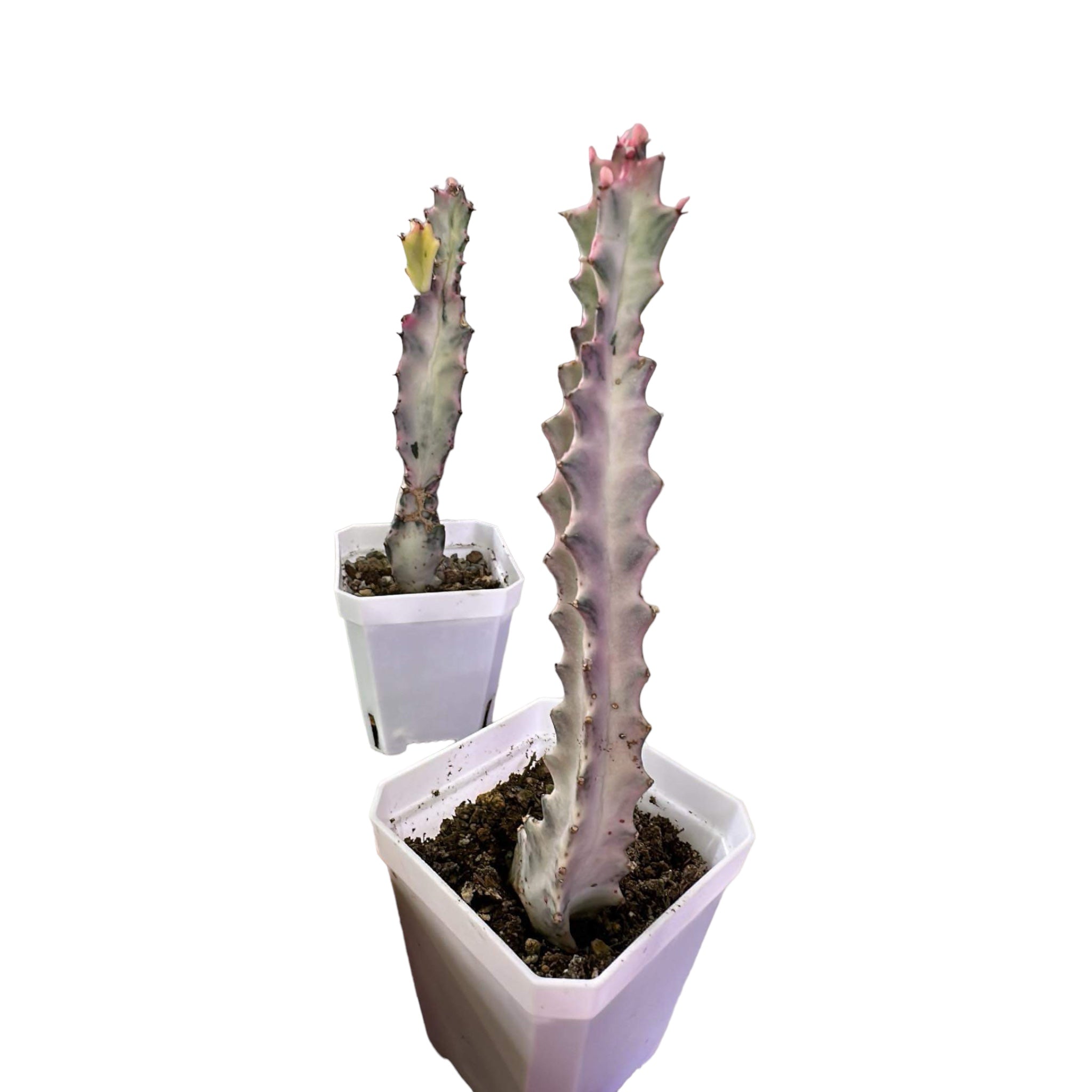 White Ghost cactus (1 head rooted)
