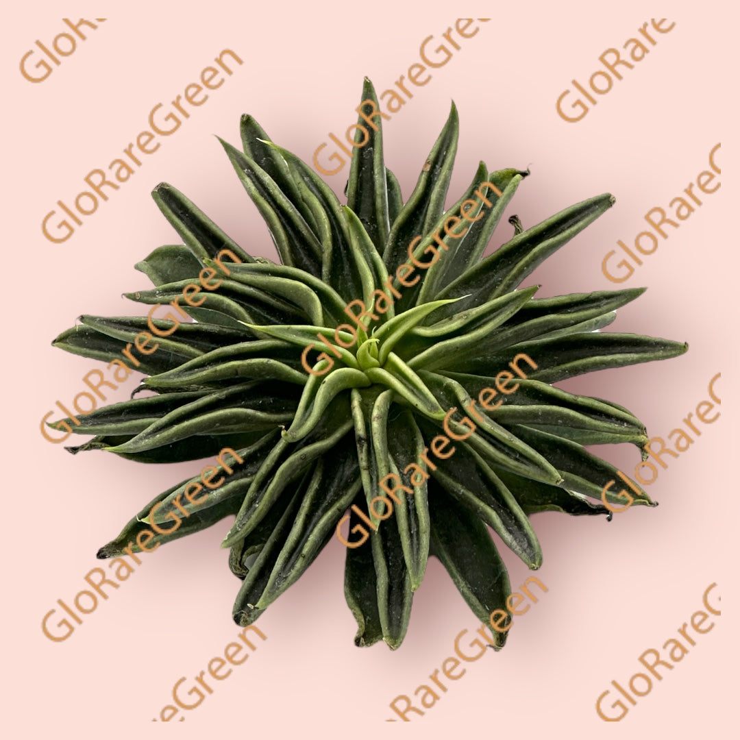 #54 Sleeve-fish (9-10cm Plant Size 1 head)