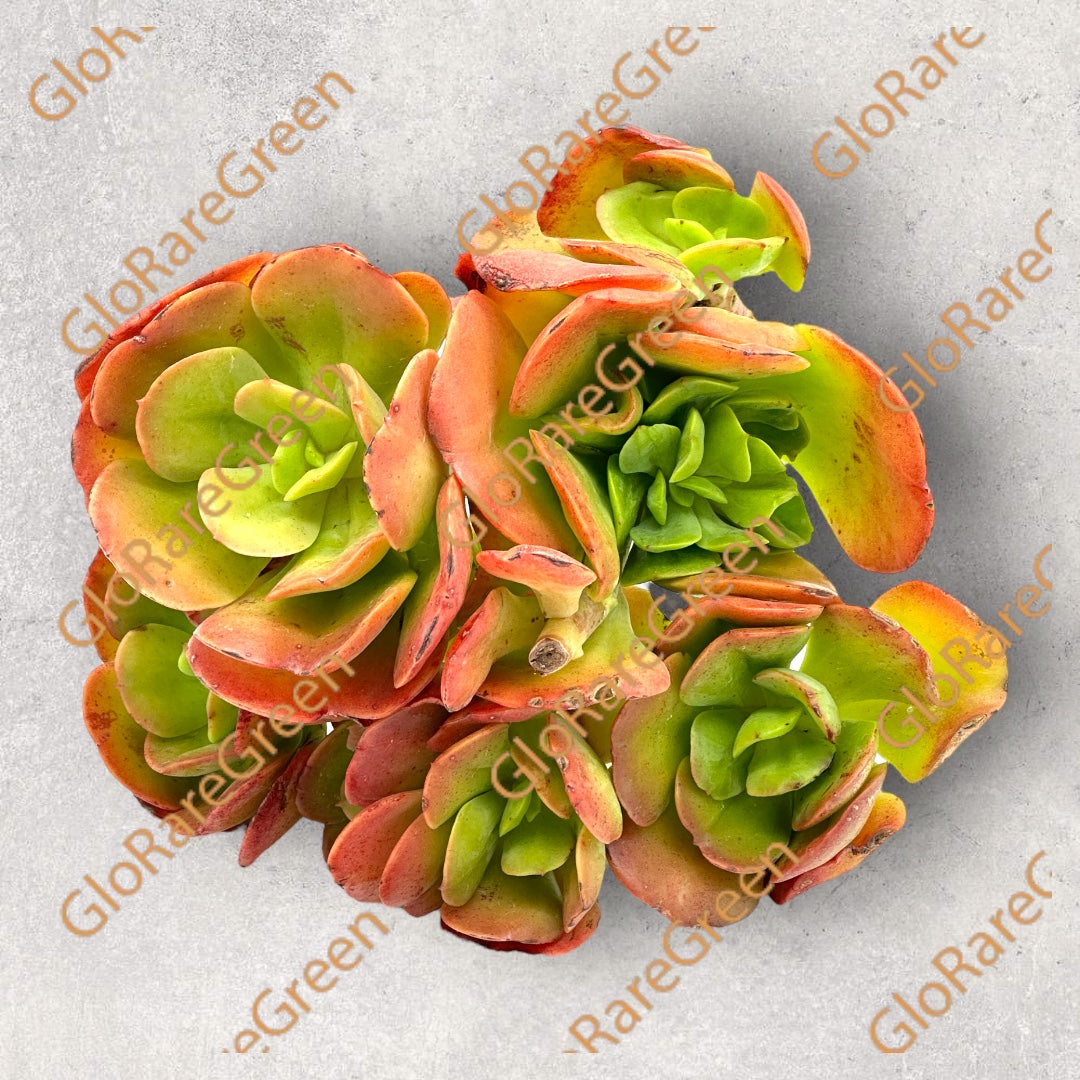 #50 Multicalulis Gimei Tennyo L (19cm Plant Size Cluster)