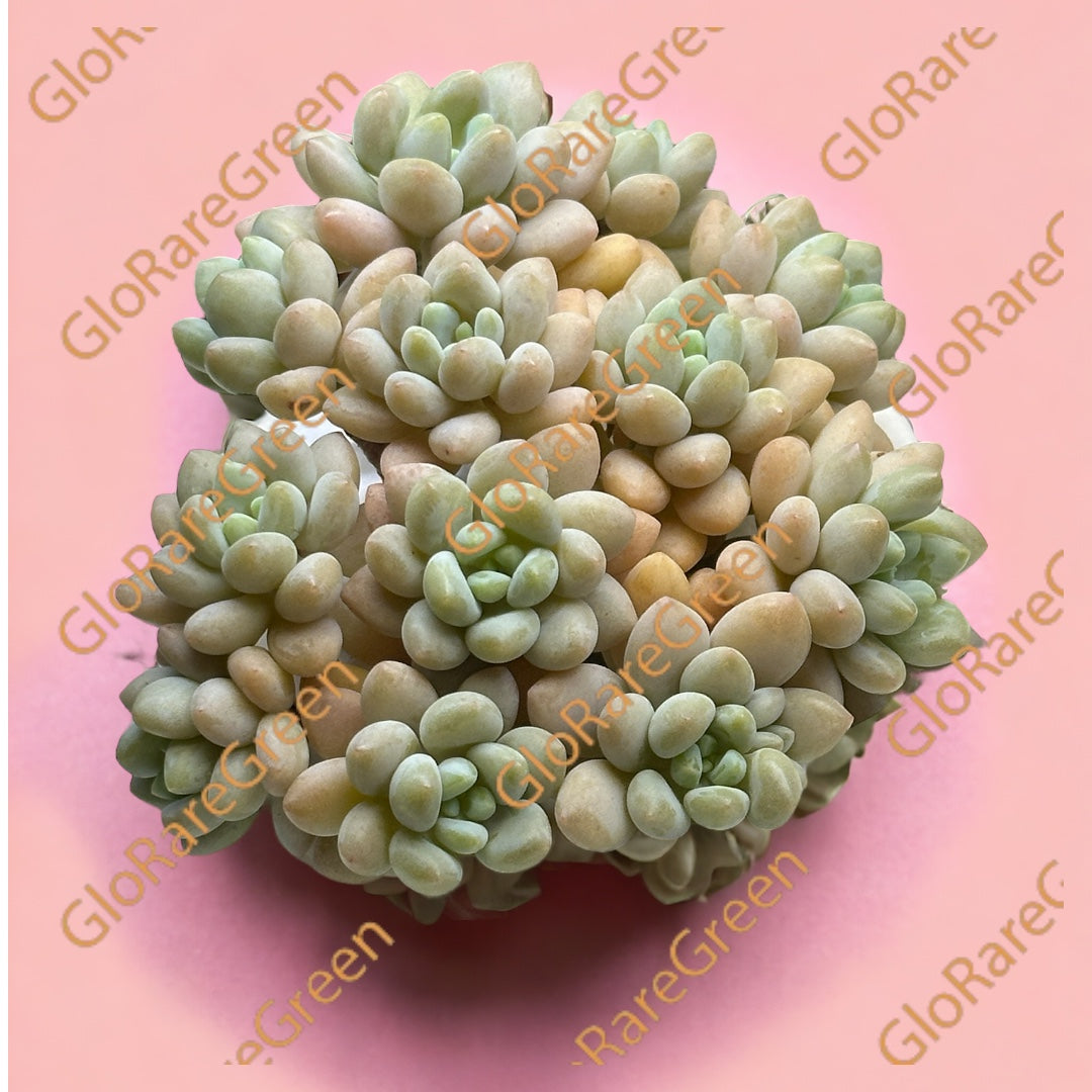 #49 (8-10cm Plant Size Cluster)