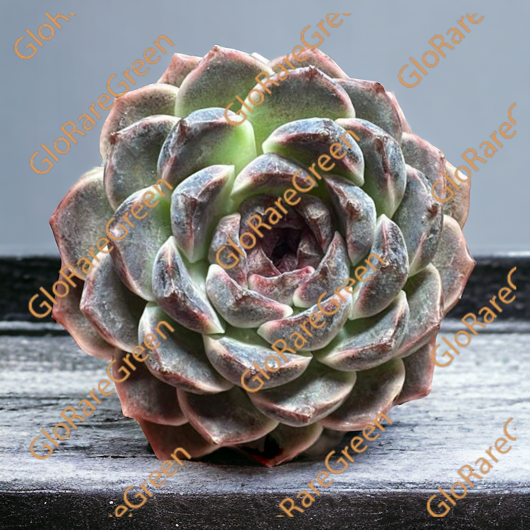 Echeveria Black Rose (12cm Plant Size 1 Head)