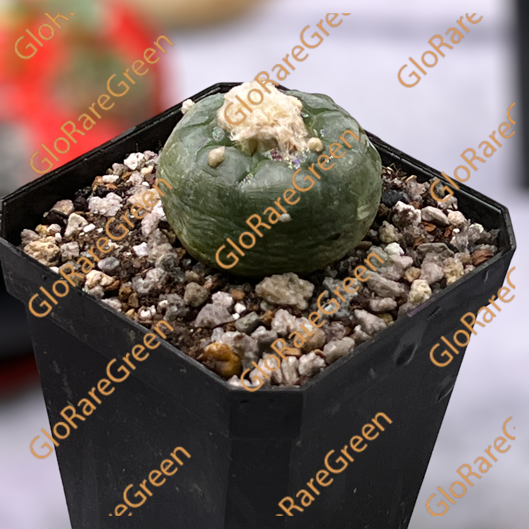 Lophophora Williamsii (3.5-4cm Plant Size 1 head)