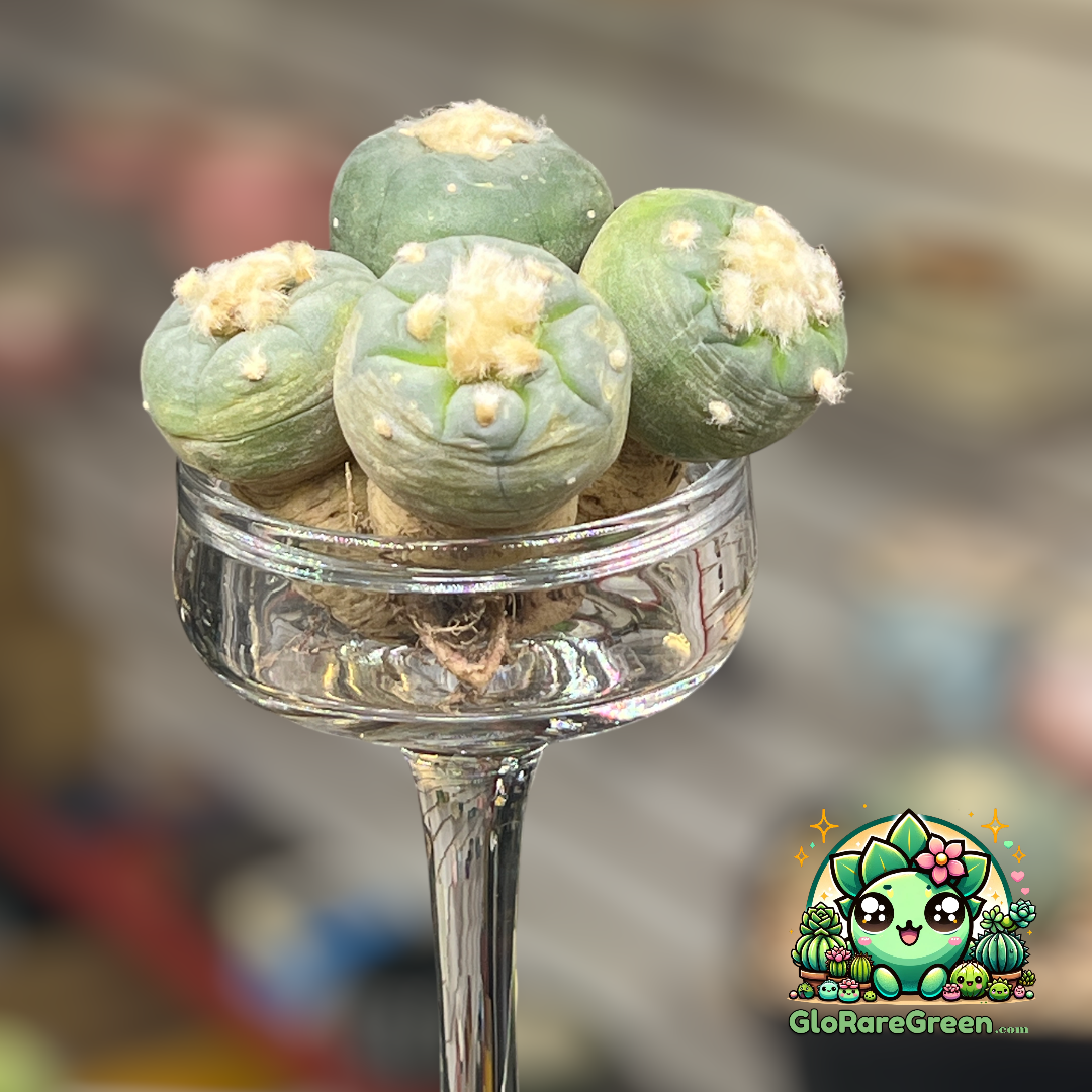 Lophophora Williamsii (3.5-4cm Plant Size 1 head)