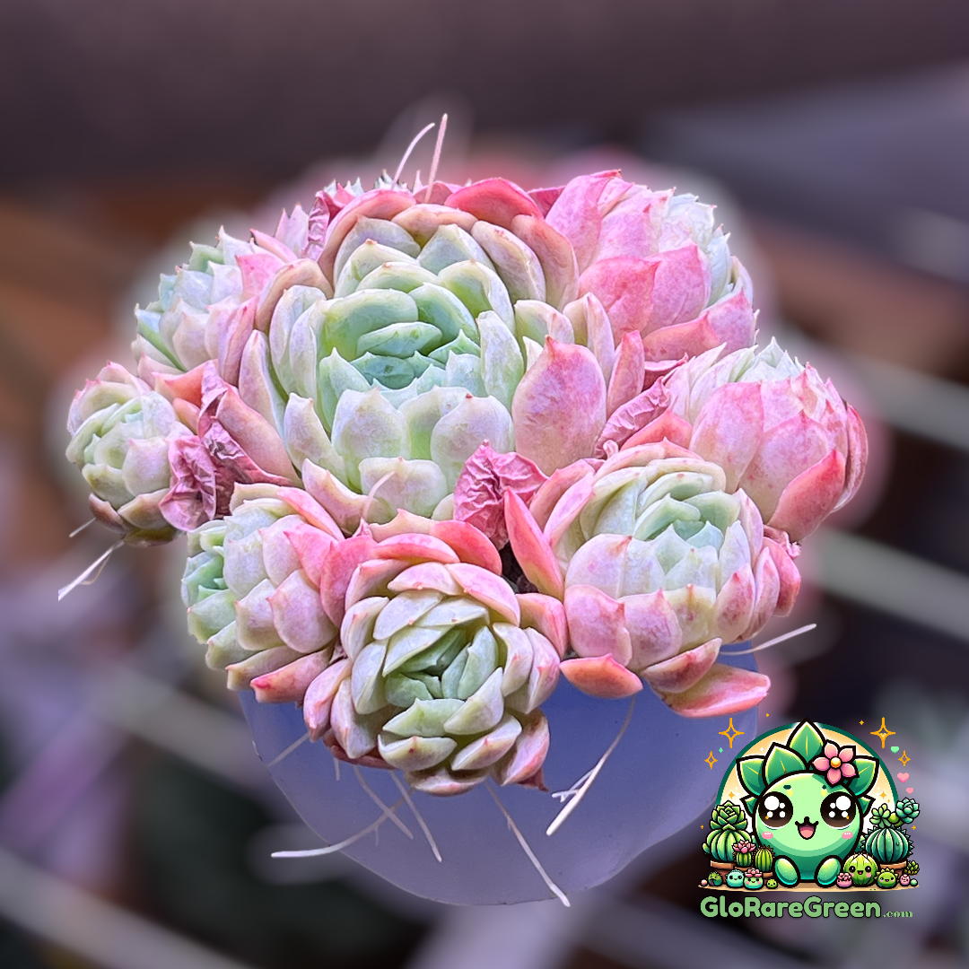 Strawberry ice (9cm cluster)