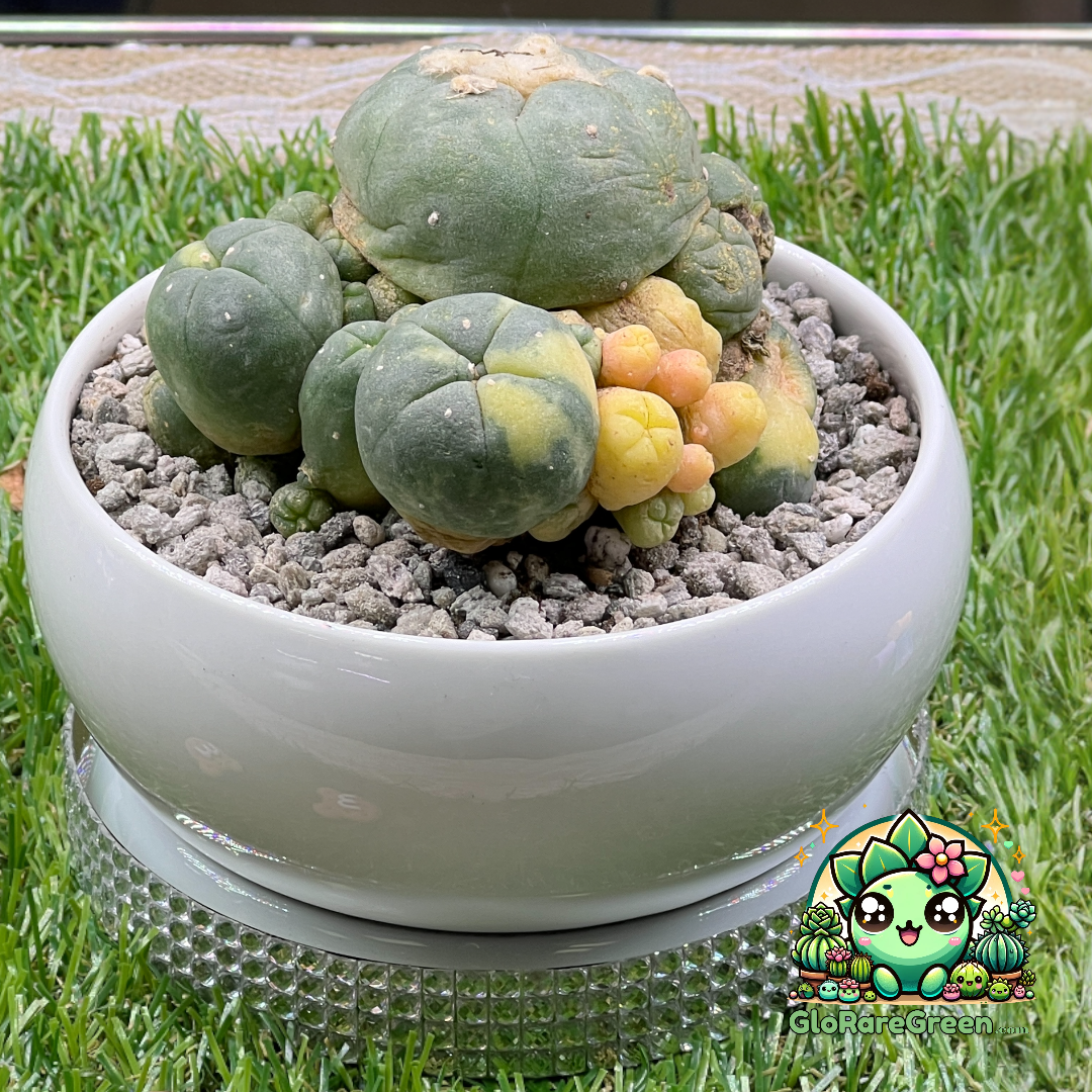 Lophophora Williamsii custer (12cm Plant Size)