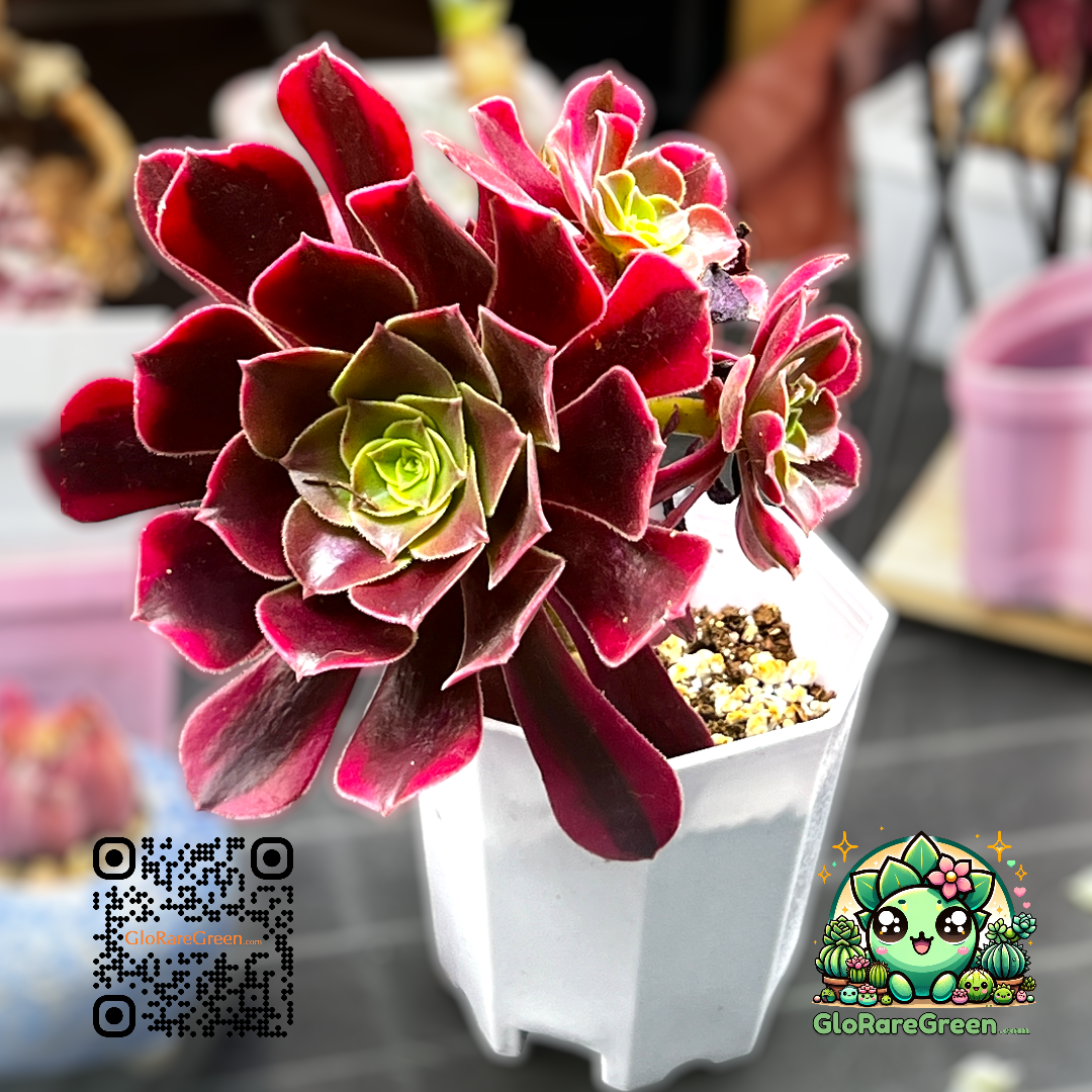 Aeonium Chanel (15cm Plant Size cluster)