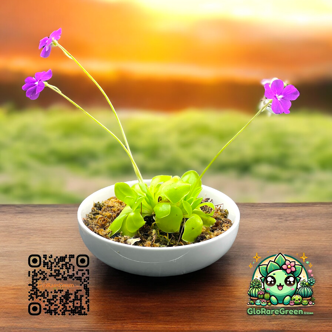 Butterworts Pinguicula (8cm 1 -2 head)
