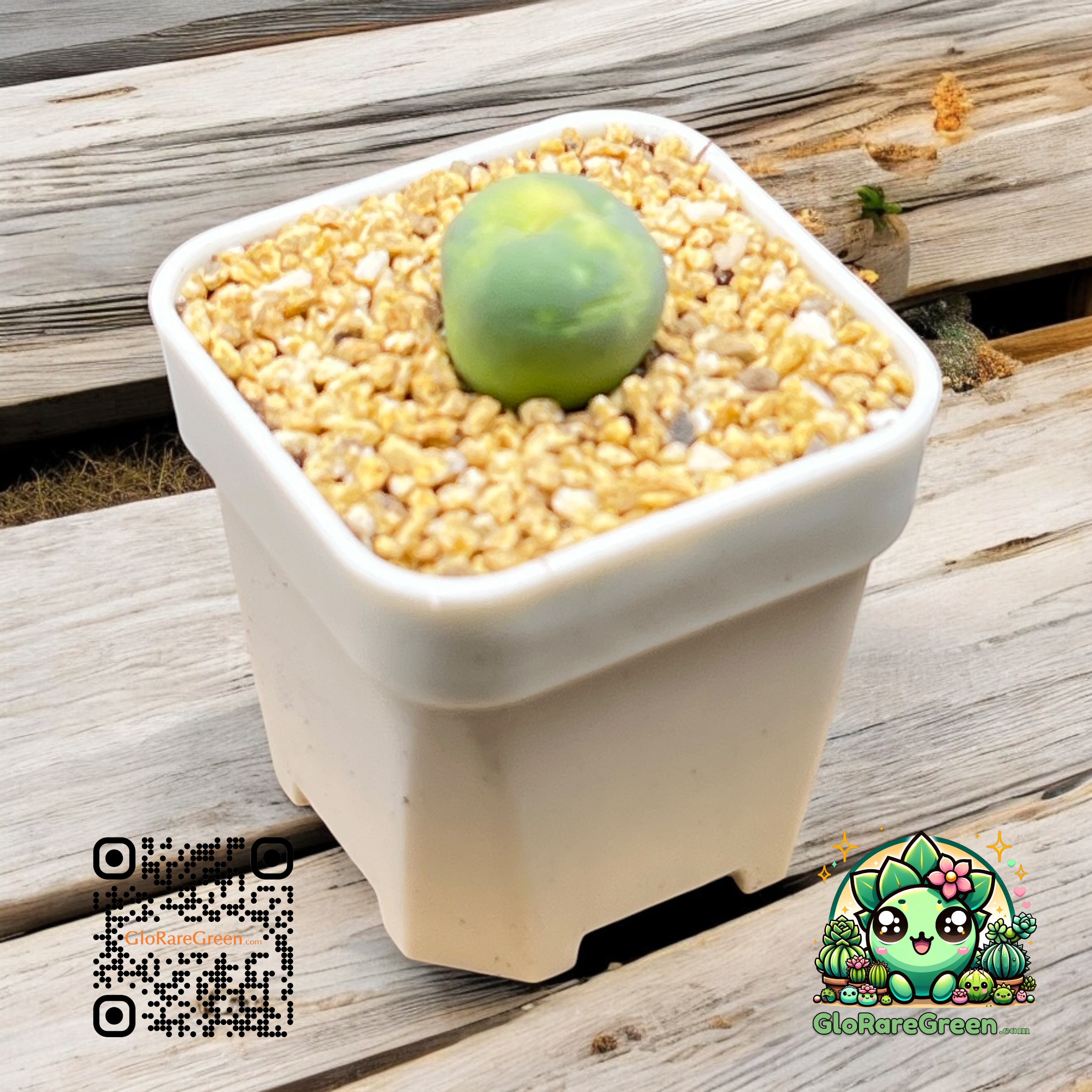 Conophytum Calculus (1.5cm 1 head)