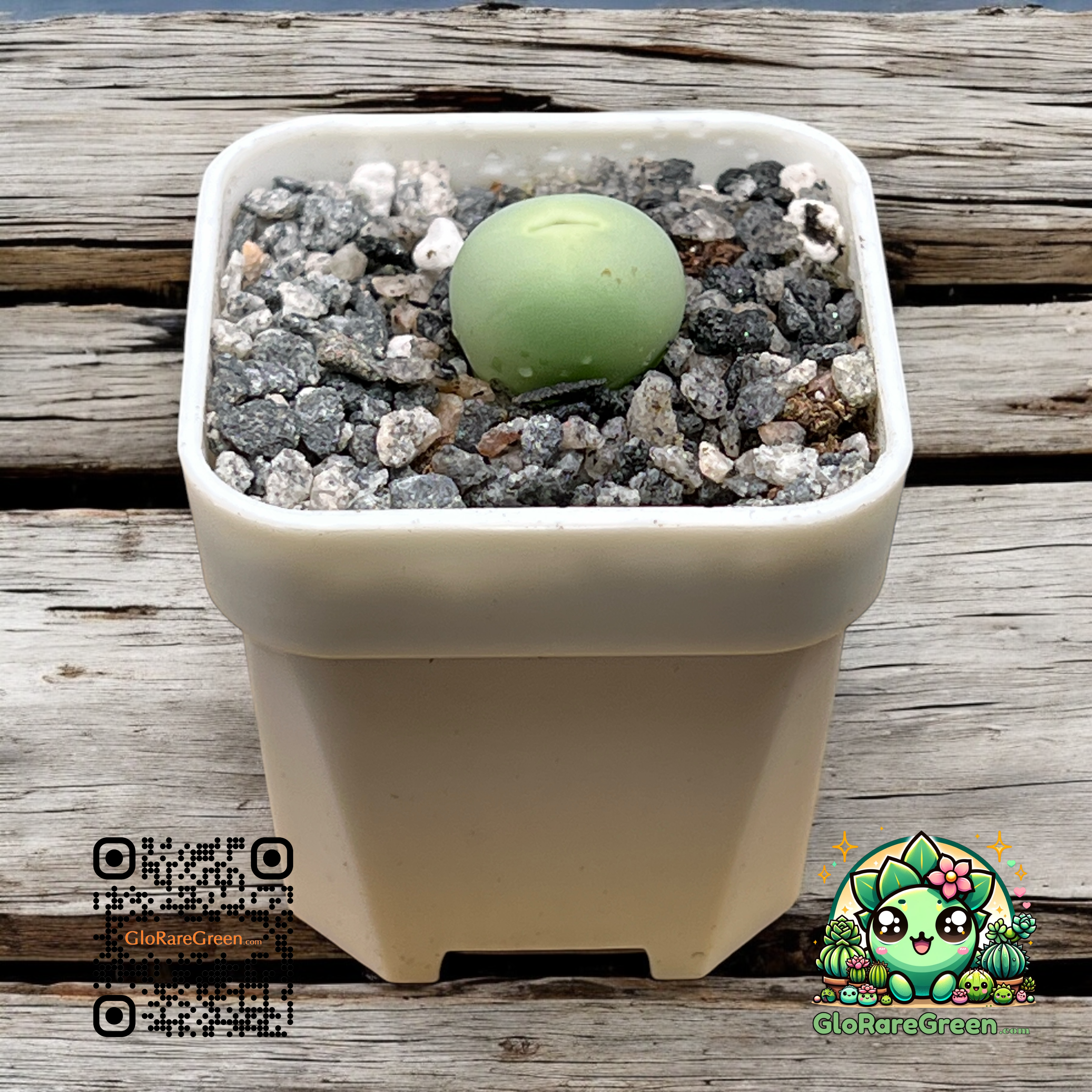 Conophytum Calculus (1.5cm 1 head)