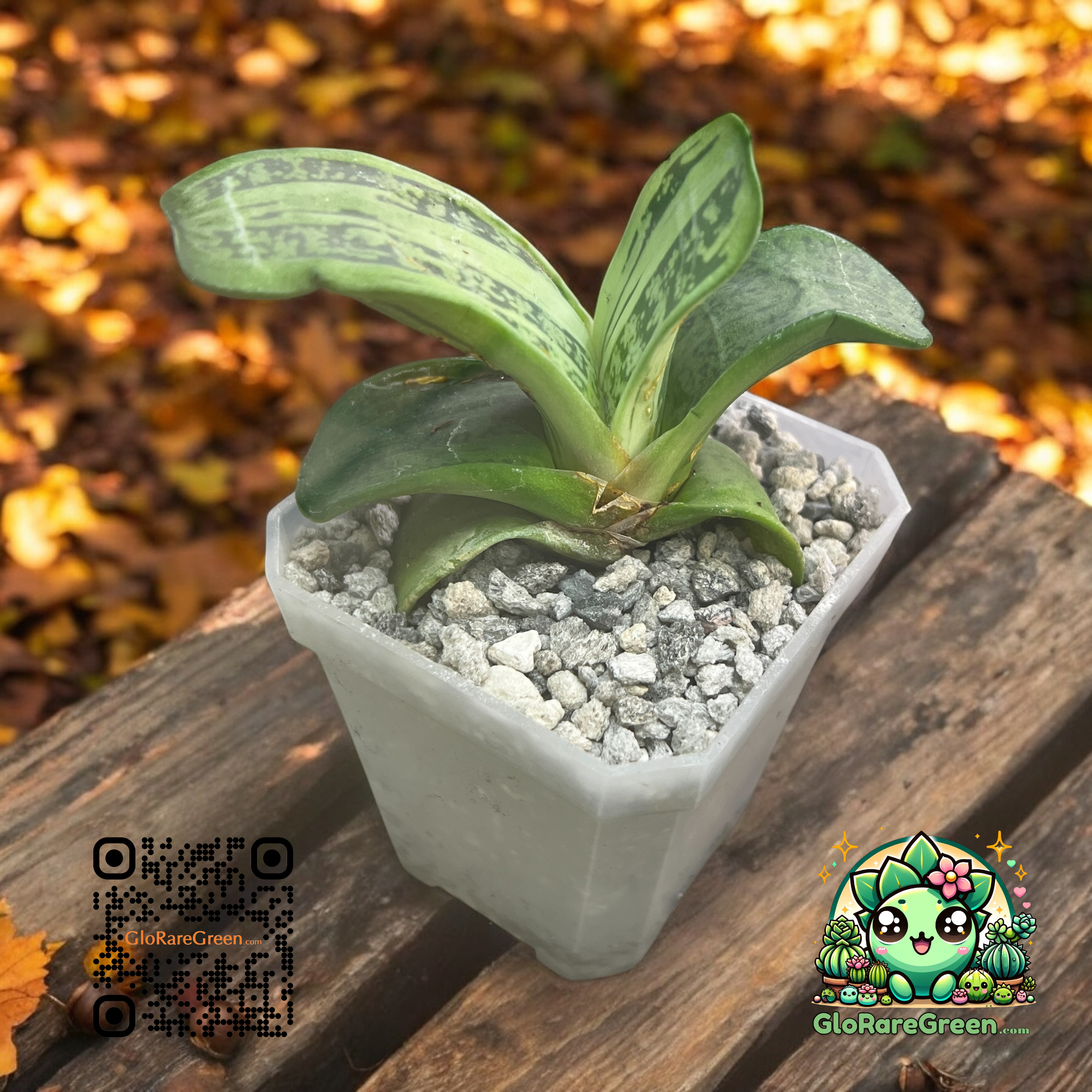 Haworthia 10464 (6.6cm Plant Size )